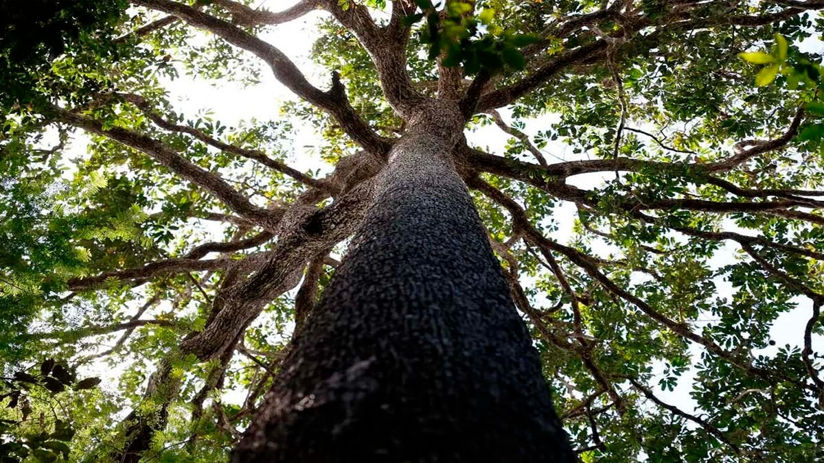 Perda Cultural Amazônica em Risco: Mudanças Climáticas Ameaçam Saberes Ancestrais