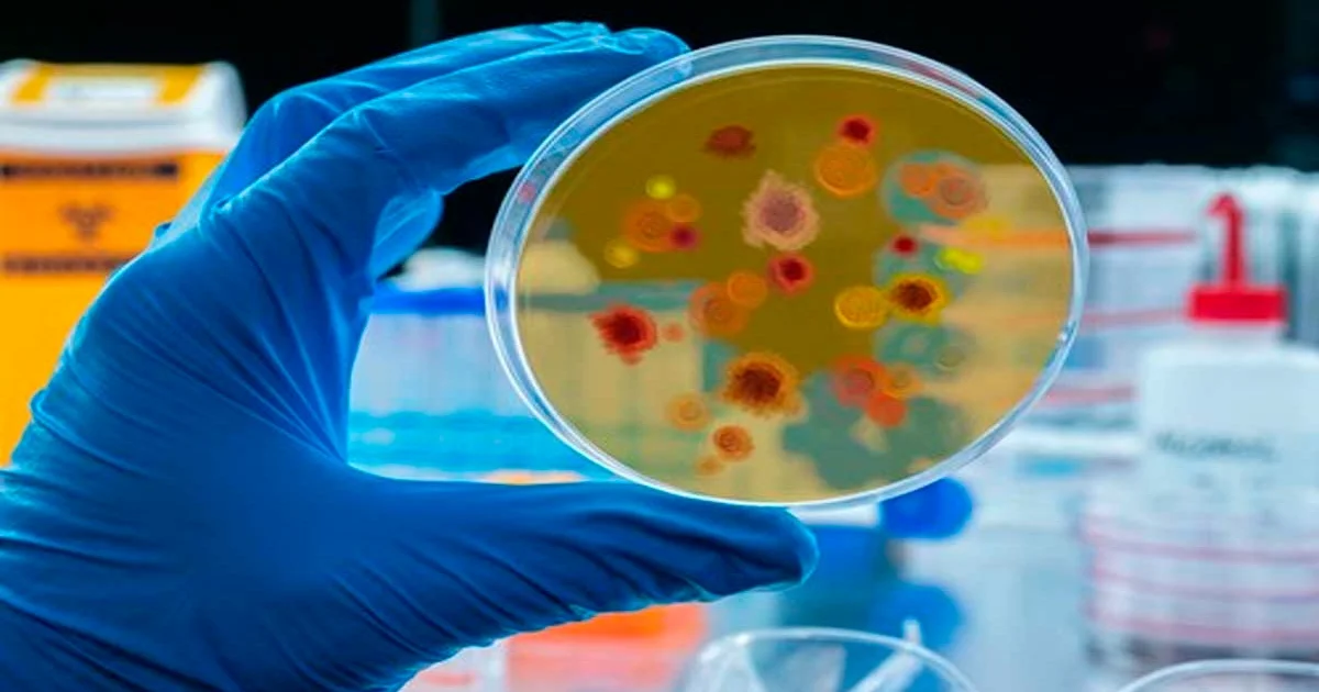Brasil Inicia Testes em Humanos de Vacina Contra Malária
